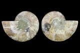 Agatized Ammonite Fossil - Beautiful Preservation #130004-1